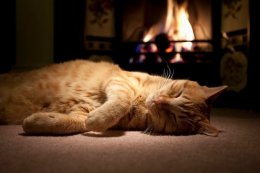 Ginger cat sleeping in front of an open fire